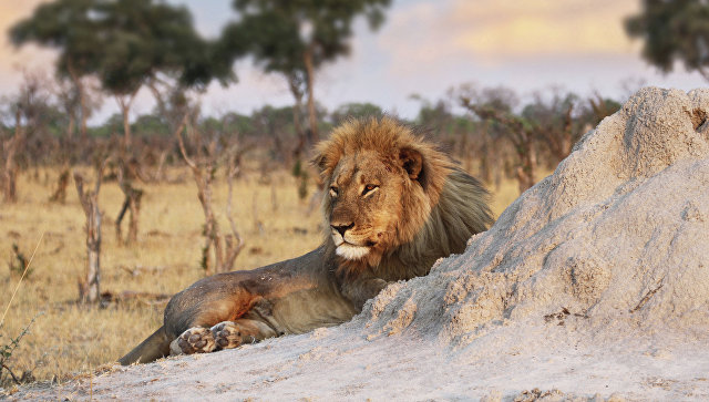 В ЮАР львы загрызли браконьеров