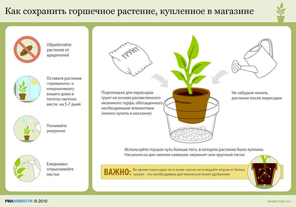 Уход за цветком с картинками Уход за цветком с картинками