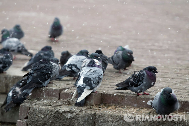 Сибирская весна: апрельский снег в Томске Сибирская весна: апрельский снег в Томске
