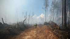Лесные пожары в Тверской области Лесные пожары в Тверской области