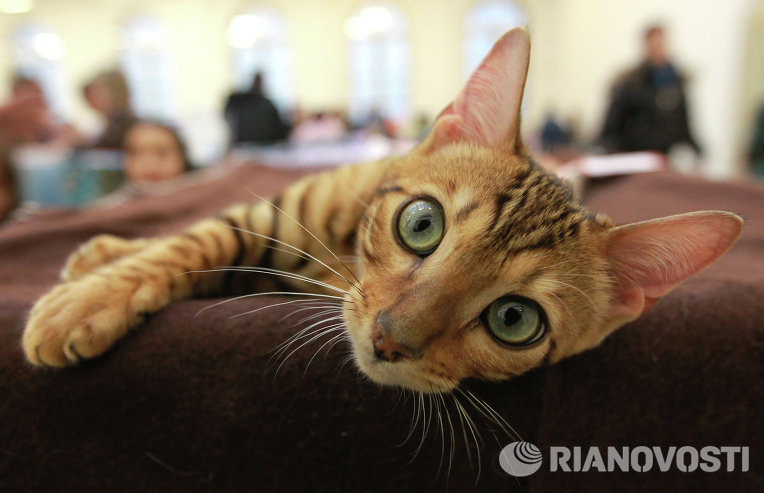 Кошка породы бенгальская Кошка породы бенгальская