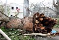 Последствия циклона Пэм в Вануату Последствия циклона Пэм в Вануату