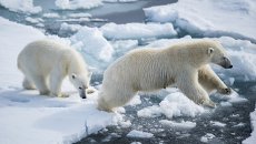 Белая медведица с медвежонком в районе архипелага Земля Франца Иосифа в Баренцевом море. Архивное фото Белая медведица с медвежонком в районе архипелага Земля Франца Иосифа в Баренцевом море. Архивное фото
