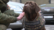 Лабрадор Джоли продемонстрировала новый бронежилет для защиты служебных собак Лабрадор Джоли продемонстрировала новый бронежилет для защиты служебных собак