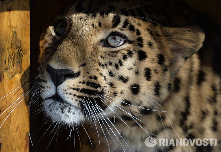 Леопард из Праги поселился по соседству с Амуром и Тимуром Леопард из Праги поселился по соседству с Амуром и Тимуром