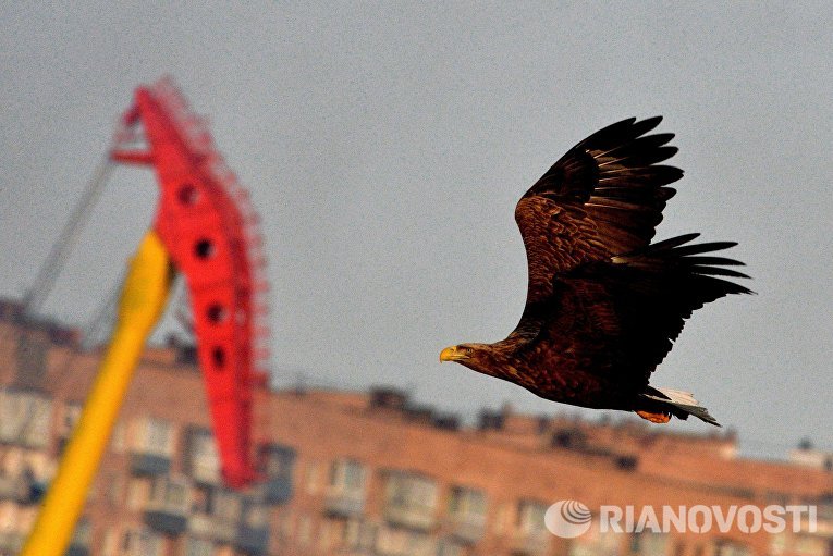 Краснокнижные орланы зимуют в центре Владивостока Краснокнижные орланы зимуют в центре Владивостока