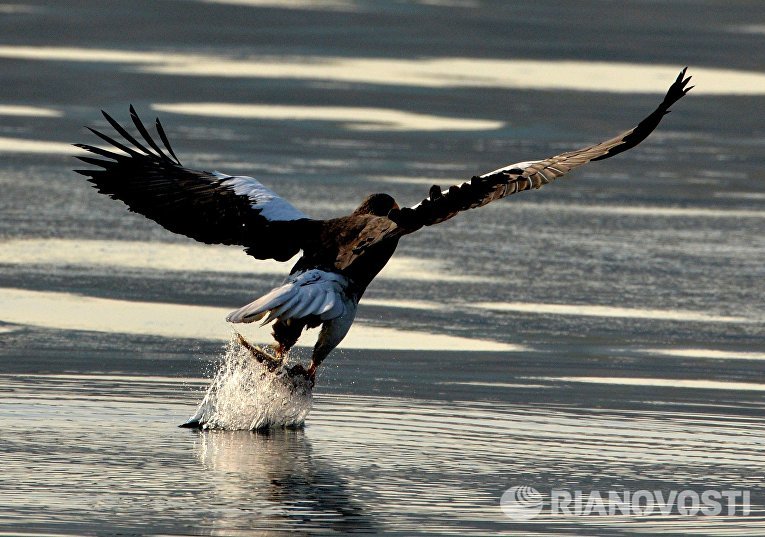 Краснокнижные орланы зимуют в центре Владивостока Краснокнижные орланы зимуют в центре Владивостока