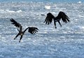 Краснокнижные орланы зимуют в центре Владивостока Краснокнижные орланы зимуют в центре Владивостока