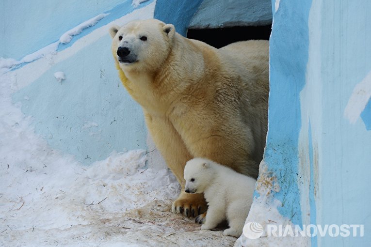 Белый медвежонок со своей мамой Гердой в вольере Новосибирского зоопарка Белый медвежонок со своей мамой Гердой в вольере Новосибирского зоопарка