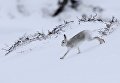 Заяц в горах Кернгорм Заяц в горах Кернгорм