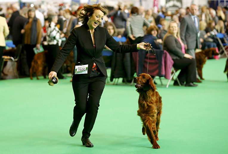Ирландский сеттер на выставке Crufts Dog Show в Бирмингеме, Англия Ирландский сеттер на выставке Crufts Dog Show в Бирмингеме, Англия