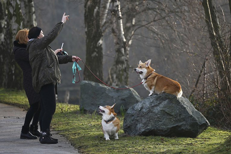 Собаки породы Корги на выставке Crufts Dog Show в Бирмингеме, Англия Собаки породы Корги на выставке Crufts Dog Show в Бирмингеме, Англия