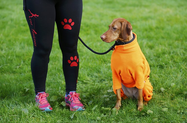 Собака породы Венгерская легавая на выставке Crufts Dog Show в Бирмингеме, Англия Собака породы Венгерская легавая на выставке Crufts Dog Show в Бирмингеме, Англия