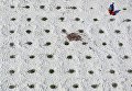Получение питьевой воды из реки Ганг. Аллахабад, Индия Получение питьевой воды из реки Ганг. Аллахабад, Индия