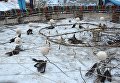 Элемент самого большого в мире амулета Ловец снов Элемент самого большого в мире амулета Ловец снов