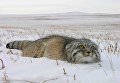 Забайкальский манул Забайкальский манул