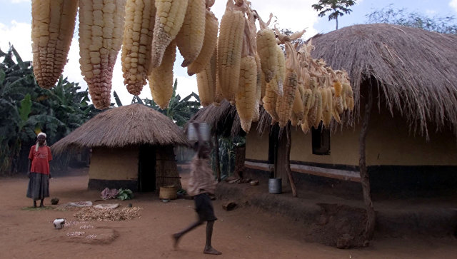 Початки кукурузы возле одного из домов в селе в селе Масула Малави