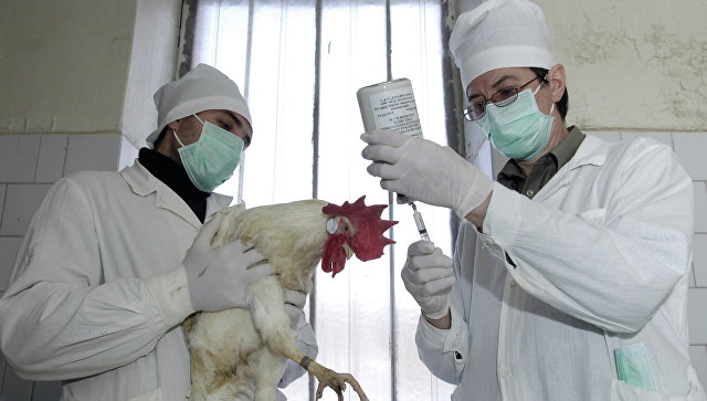 В Калмыкию направят 500 тысяч доз вакцины от птичьего гриппа