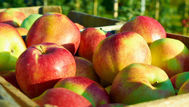 В Белоруссии пресекли ввоз в Россию более 17,5 тонн польских яблок 