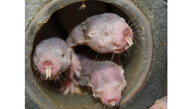 Ученые из РФ продлили жизнь мышам при помощи гена "бессмертного" грызуна 