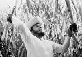 Премьер-министр Кубы Фидель Кастро на рубке тростника. 13 февраля 1961 Премьер-министр Кубы Фидель Кастро на рубке тростника. 13 февраля 1961