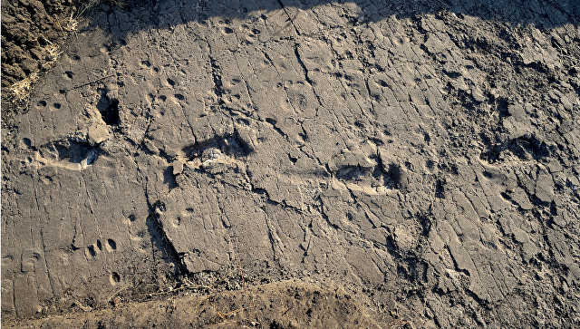 В Танзании палеонтологи отыскали следы австралопитека-великана