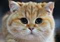 Кошка породы британская на выставке Кэт-Салон-Декабрь в Москве Кошка породы британская на выставке Кэт-Салон-Декабрь в Москве