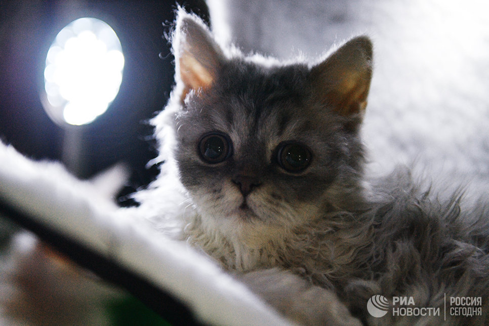 Кошка породы селкирк-рекс на выставке Кэт-Салон-Декабрь в Москве Кошка породы селкирк-рекс на выставке Кэт-Салон-Декабрь в Москве