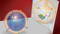 Dummy (left) and normal stem cells (right)