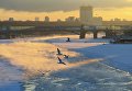 Чайки над Москва-рекой в морозный день Чайки над Москва-рекой в морозный день