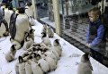 Посетитель в зоологическом музее Санкт-Петербурга Посетитель в зоологическом музее Санкт-Петербурга