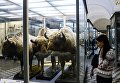 Посетитель в зоологическом музее Санкт-Петербурга Посетитель в зоологическом музее Санкт-Петербурга