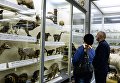 Посетители в зоологическом музее Санкт-Петербурга Посетители в зоологическом музее Санкт-Петербурга