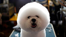 Бишон фризе до начала выставки собак Westminster Kennel Club Dog в Нью-Йорке Бишон фризе до начала выставки собак Westminster Kennel Club Dog в Нью-Йорке