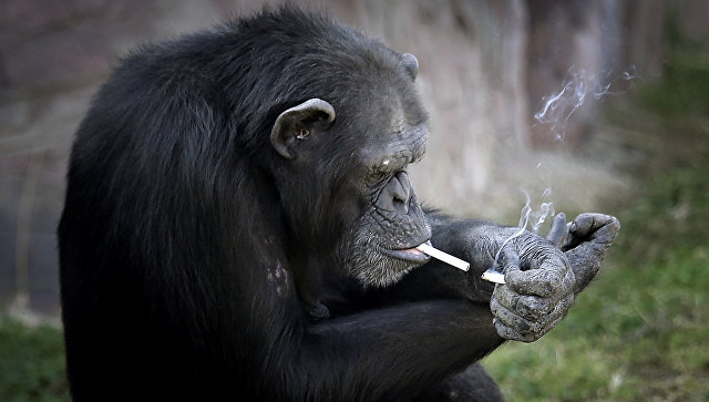 Шимпанзе прикуривает сигарету в зоопарке Пхеньяна, Северная Корея