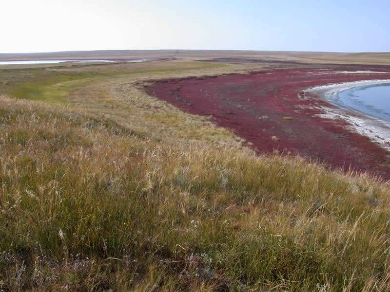 Даурский заповедник картинки