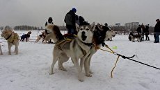 Собачьи упряжки по очереди стартовали в гонке Baikal Race в Иркутске Собачьи упряжки по очереди стартовали в гонке Baikal Race в Иркутске