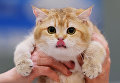 Кошка породы британская короткошерстная на международной выставке Кэтсбург 2017 в Москве Кошка породы британская короткошерстная на международной выставке Кэтсбург 2017 в Москве