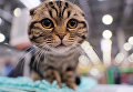 Кошка породы шотландская вислохуая на международной выставке Кэтсбург 2017 в Москве Кошка породы шотландская вислохуая на международной выставке Кэтсбург 2017 в Москве