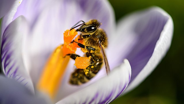Пчела внутри цветка, Германия