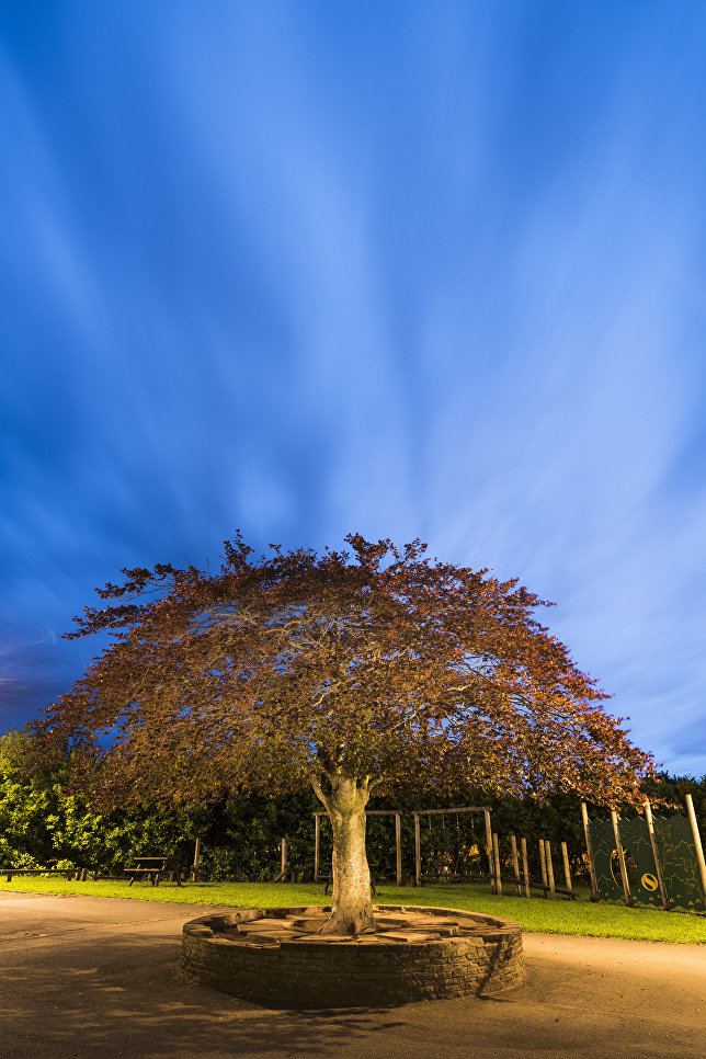 Работа фотографа Niall Benvie The Ding Dong Tree для 2017 European Tree of the Year Работа фотографа Niall Benvie The Ding Dong Tree для 2017 European Tree of the Year