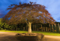 Работа фотографа Niall Benvie The Ding Dong Tree для 2017 European Tree of the Year Работа фотографа Niall Benvie The Ding Dong Tree для 2017 European Tree of the Year