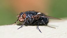 Ученые нашли мощные антибиотики в личинках синей мясной мухи Ученые нашли мощные антибиотики в личинках синей мясной мухи
