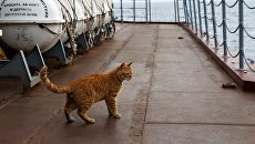 Кот Сергей Иванович на борту гвардейского ракетного крейсера Москва Кот Сергей Иванович на борту гвардейского ракетного крейсера Москва