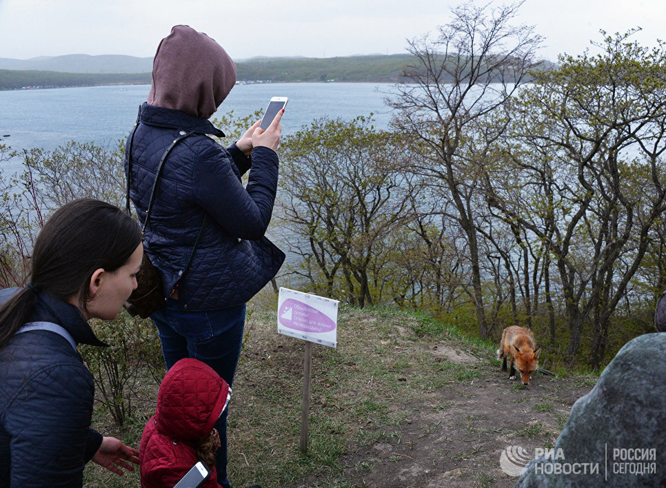 Посетители фотографируют лисицу на территории Приморского океанариума на острове Русском Посетители фотографируют лисицу на территории Приморского океанариума на острове Русском