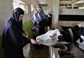 Монахини в коровнике женского монастыря Святых Первоверховных апостолов Петра и Павла в селе Петропавловка Хабаровского края Монахини в коровнике женского монастыря Святых Первоверховных апостолов Петра и Павла в селе Петропавловка Хабаровского края