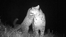 Снимок самки ирбиса с котятами, сделанный фотоловушкой Снимок самки ирбиса с котятами, сделанный фотоловушкой