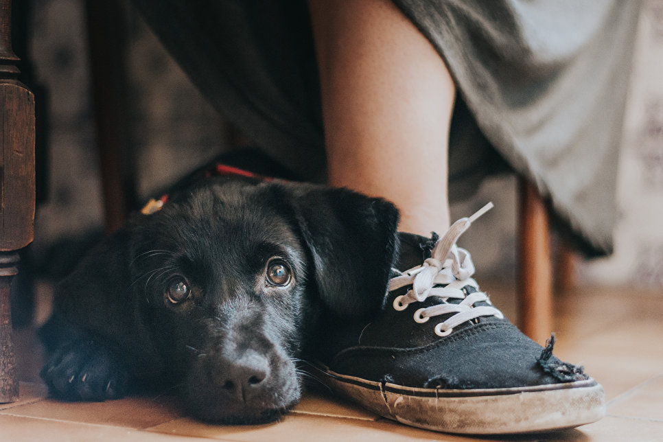 Работа победителя конкурса Dog Photographer of the year Работа победителя конкурса Dog Photographer of the year