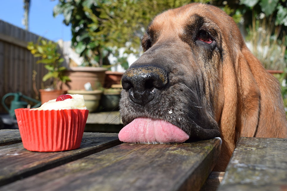 Работа победителя конкурса Dog Photographer of the year Работа победителя конкурса Dog Photographer of the year