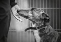 Работа победителя конкурса Dog Photographer of the year Работа победителя конкурса Dog Photographer of the year